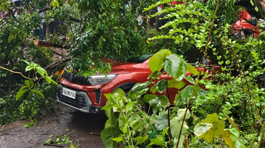 Car-tree fall